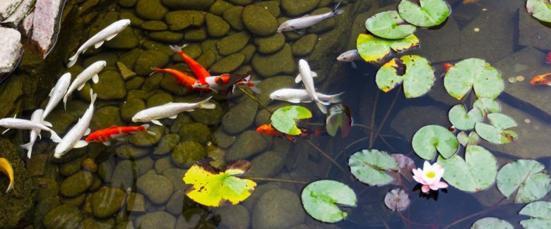 Koi Ponds